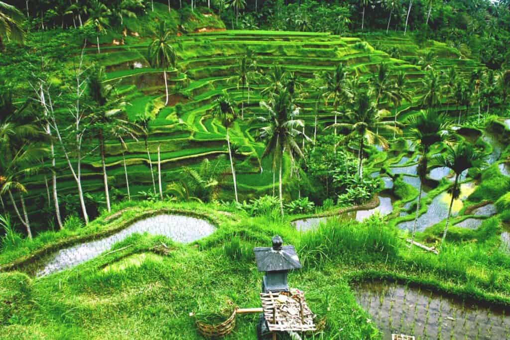 Halal Travel Bali And Itinerary 2023 5014